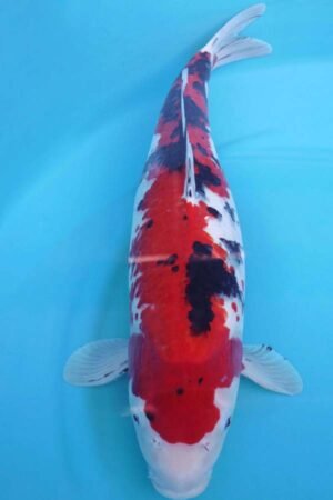 6011 Sanke 53cm £650