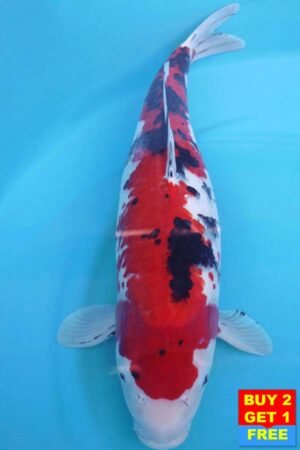 6011 Sanke 53cm £650