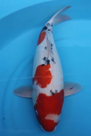 6012 Doitsu Sanke 54cm £550