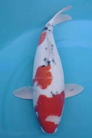 6012 Doitsu Sanke 54cm £550