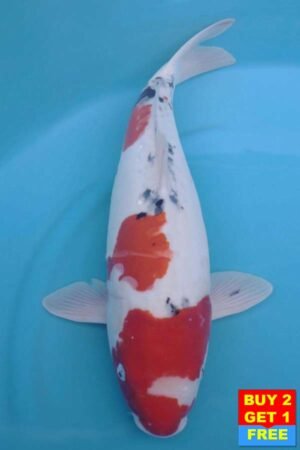 6012 Doitsu Sanke 54cm £550