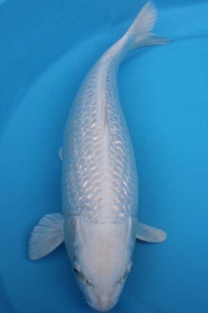 6013 Gin Rin Purachina 56cm £750