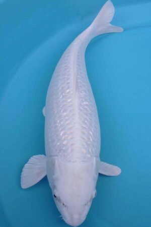 6013 Gin Rin Purachina 56cm £750