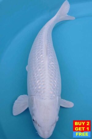 6013 Gin Rin Purachina 56cm £750