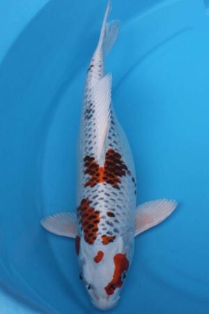 6014 Kujaku 55cm £550