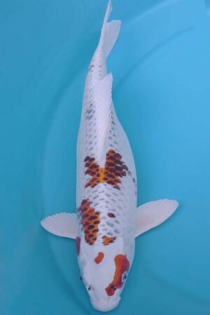 6014 Kujaku 55cm £550