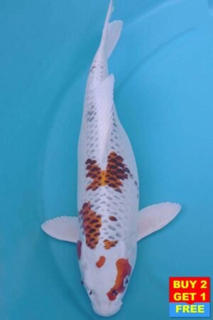 6014 Kujaku 55cm £550