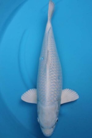 6015 Purachina 52cm £650