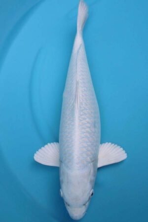 6015 Purachina 52cm £650