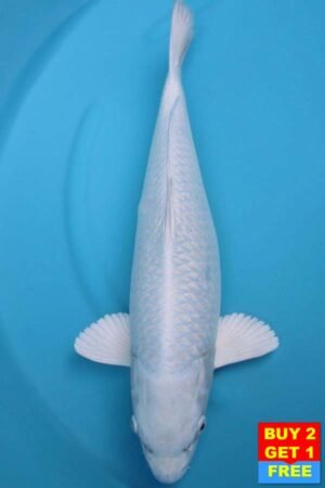 6015 Purachina 52cm £650