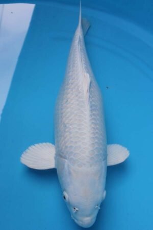 6017 Purachina 52cm £600