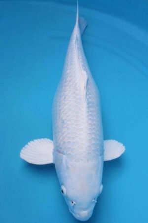 6017 Purachina 52cm £600