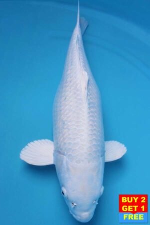 6017 Purachina 52cm £600