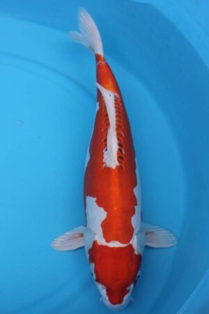 6018 Kikisui 56cm £700