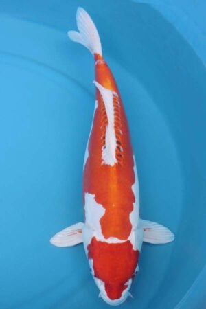 6018 Kikisui 56cm £700