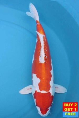 6018 Kikisui 56cm £700