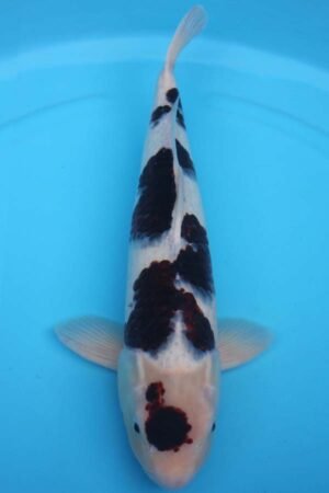 6019 Goromo 54cm £650