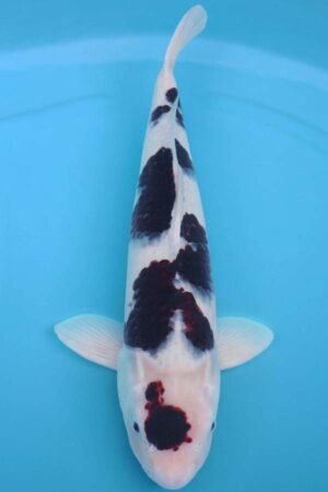 6019 Goromo 54cm £650