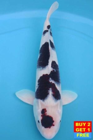 6019 Goromo 54cm £650