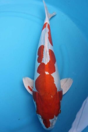 6020 Kikisui 56cm £775