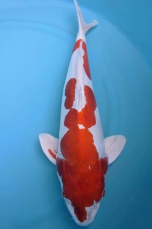 6020 Kikisui 56cm £775