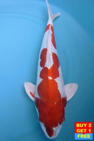 6020 Kikisui 56cm £775