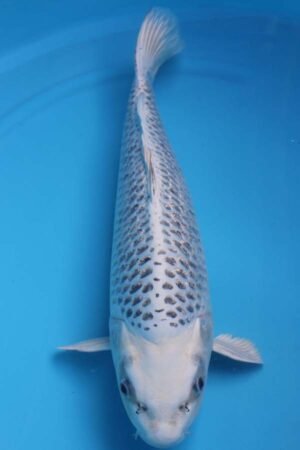 6021 Gin Matsuba 52cm £600