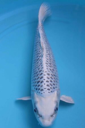 6021 Gin Matsuba 52cm £600