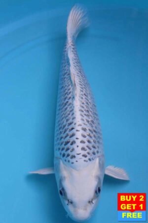 6021 Gin Matsuba 52cm £600