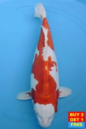 6022 Kikisui 54cm £650
