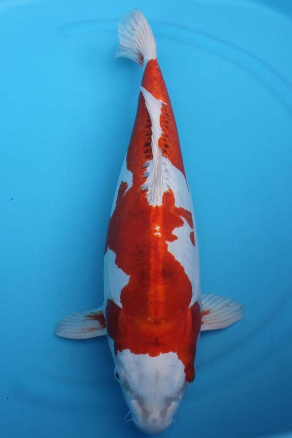 6022 Kikisui 54cm £650