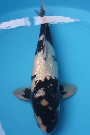 6023 Gin Rin Shiro Utsuri 53cm £650