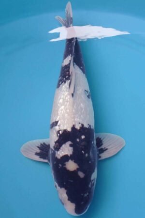 6023 Gin Rin Shiro Utsuri 53cm £650