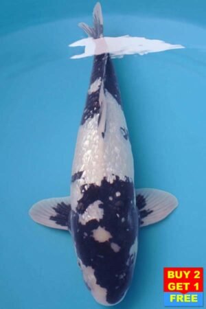 6023 Gin Rin Shiro Utsuri 53cm £650