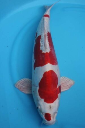 6024 Kikisui 53cm £600