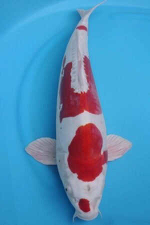 6024 Kikisui 53cm £600