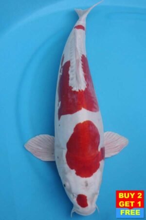 6024 Kikisui 53cm £600