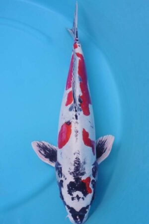 6025 Doitsu Kujaku 57cm £700
