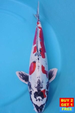 6025 Doitsu Kujaku 57cm £700