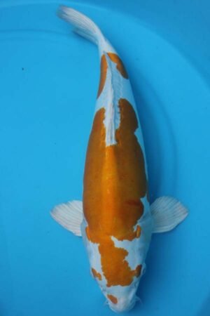 6026 Hariwake 56cm £775