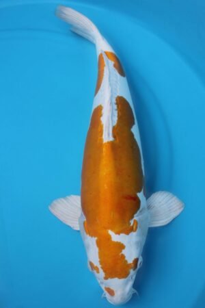 6026 Hariwake 56cm £775