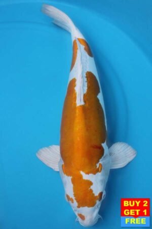 6026 Hariwake 56cm £775