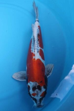 6027 Doitsu Kujaku 52cm £600