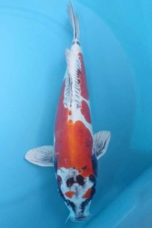 6027 Doitsu Kujaku 52cm £600