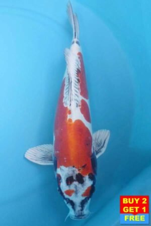 6027 Doitsu Kujaku 52cm £600