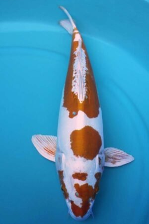 6028 Doitsu Hariwake 54cm £700