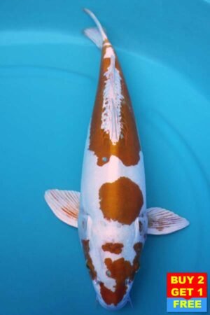 6028 Doitsu Hariwake 54cm £700