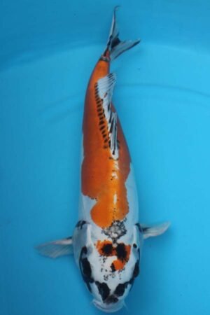 6029 Doitsu Kujaku 52cm £650