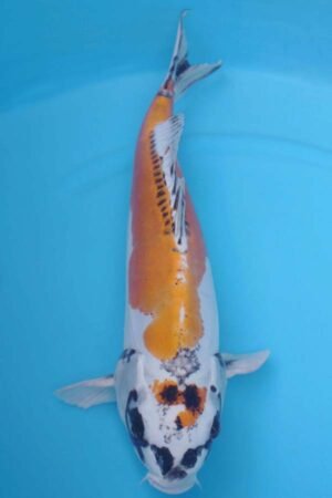 6029 Doitsu Kujaku 52cm £650