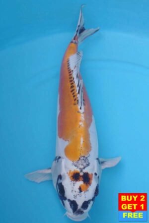 6029 Doitsu Kujaku 52cm £650